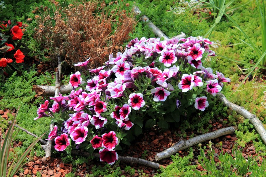 Годеция с петунией