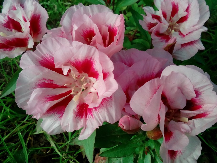 Годеция махровая Азалия