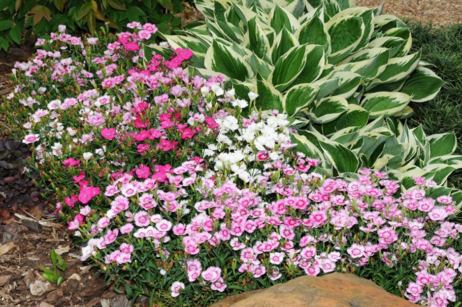 Гвоздика турецкая индийский ковер