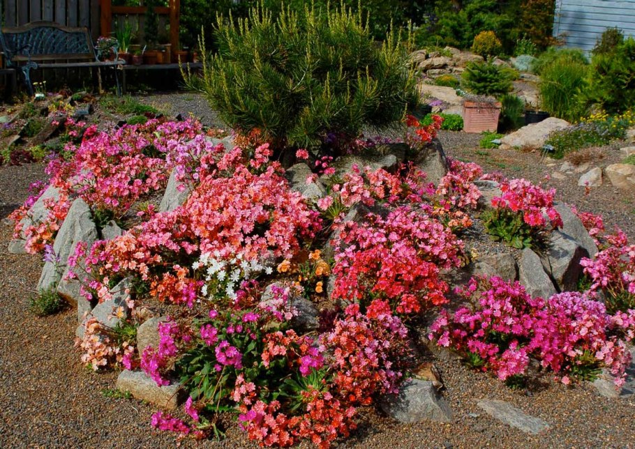 Левизия в саду