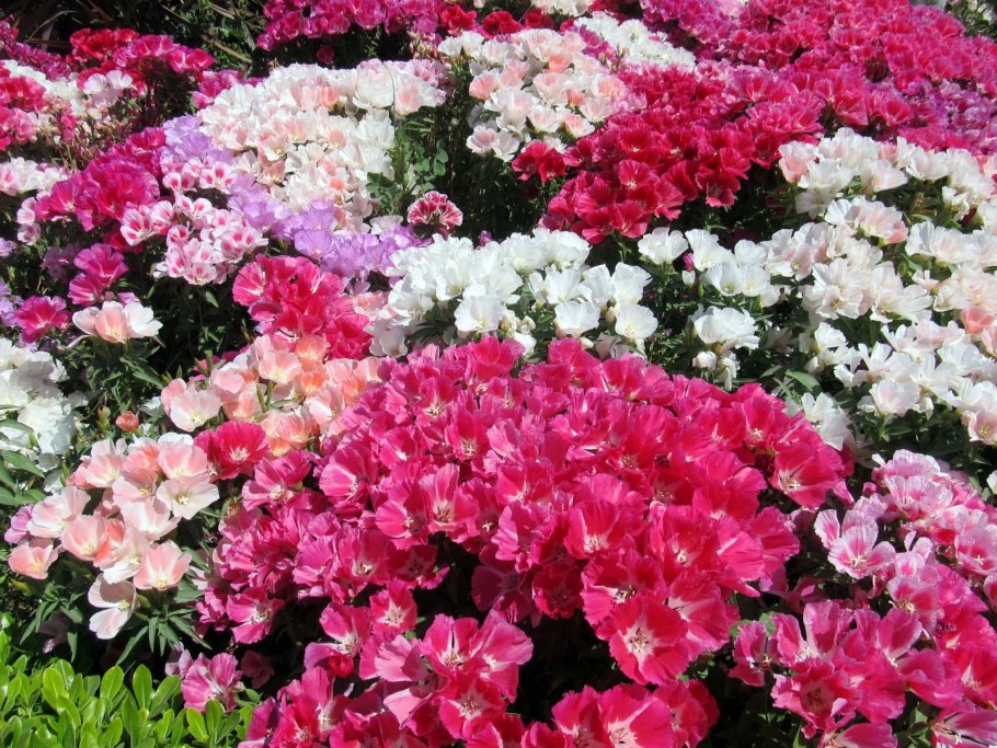 Кларкия на клумбе