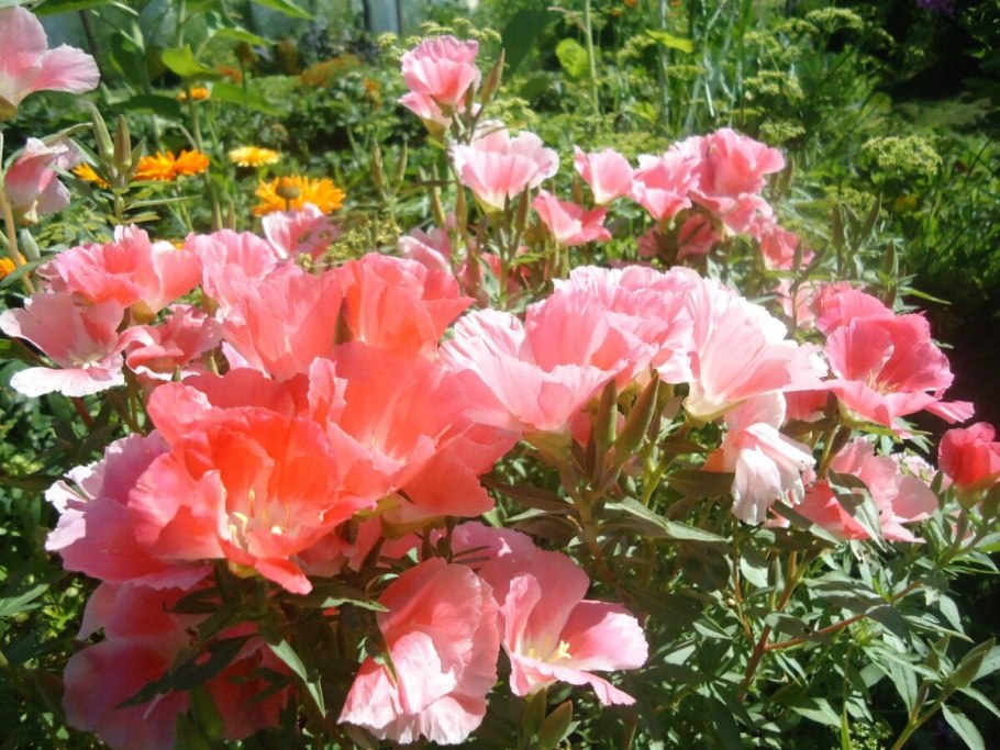 Годеция азалиевидная