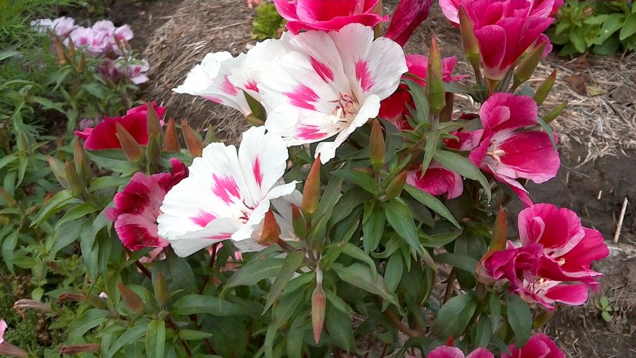 Годеция Рембрандт махровая