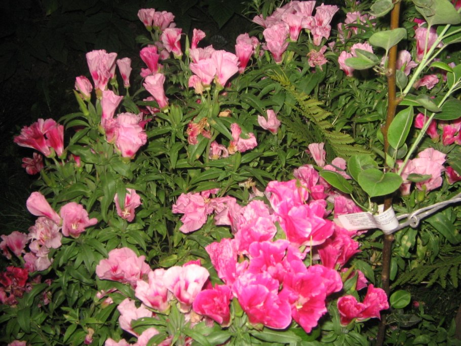 Годеция Слава Кельведона