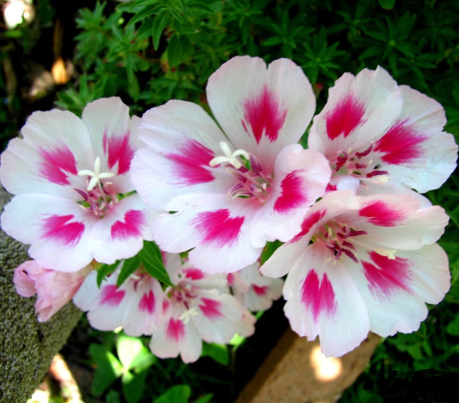 Годеция Маргарита