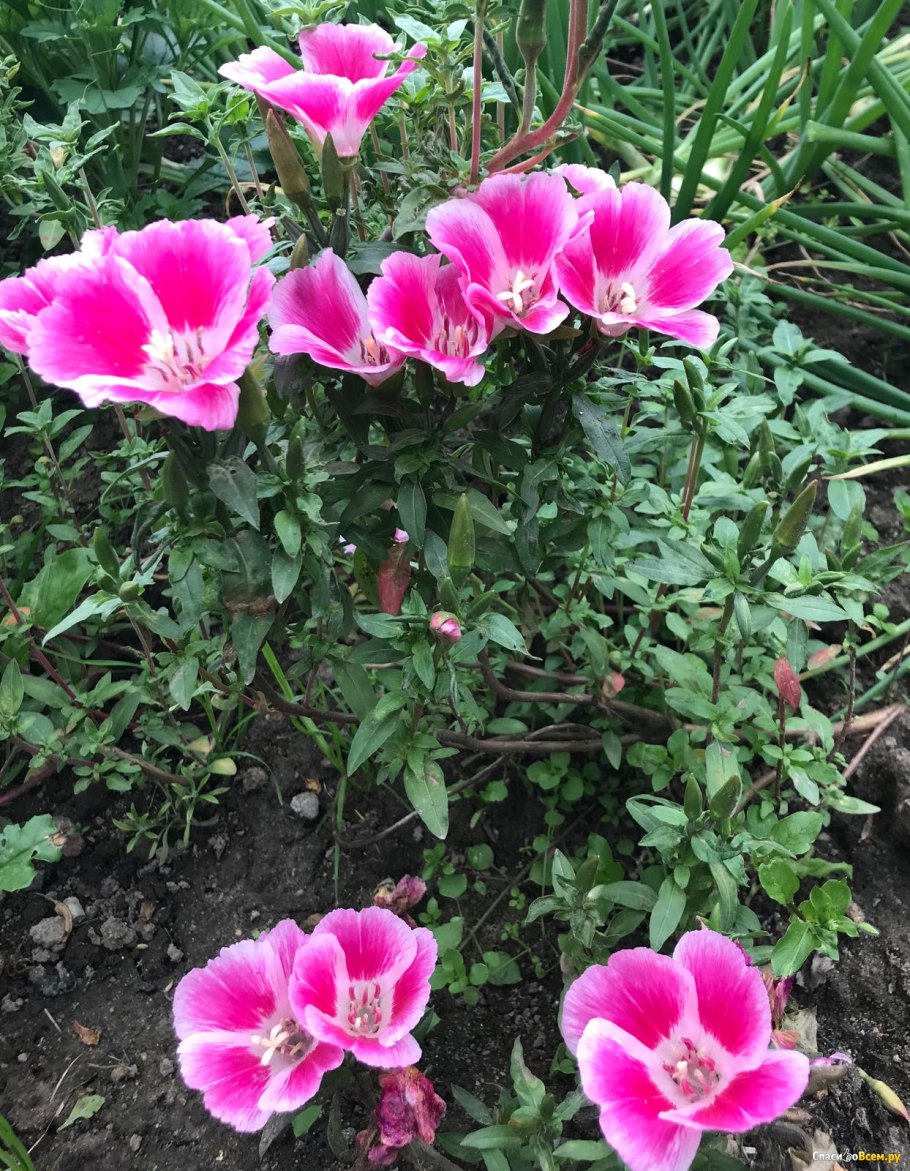 Годеция Монарх