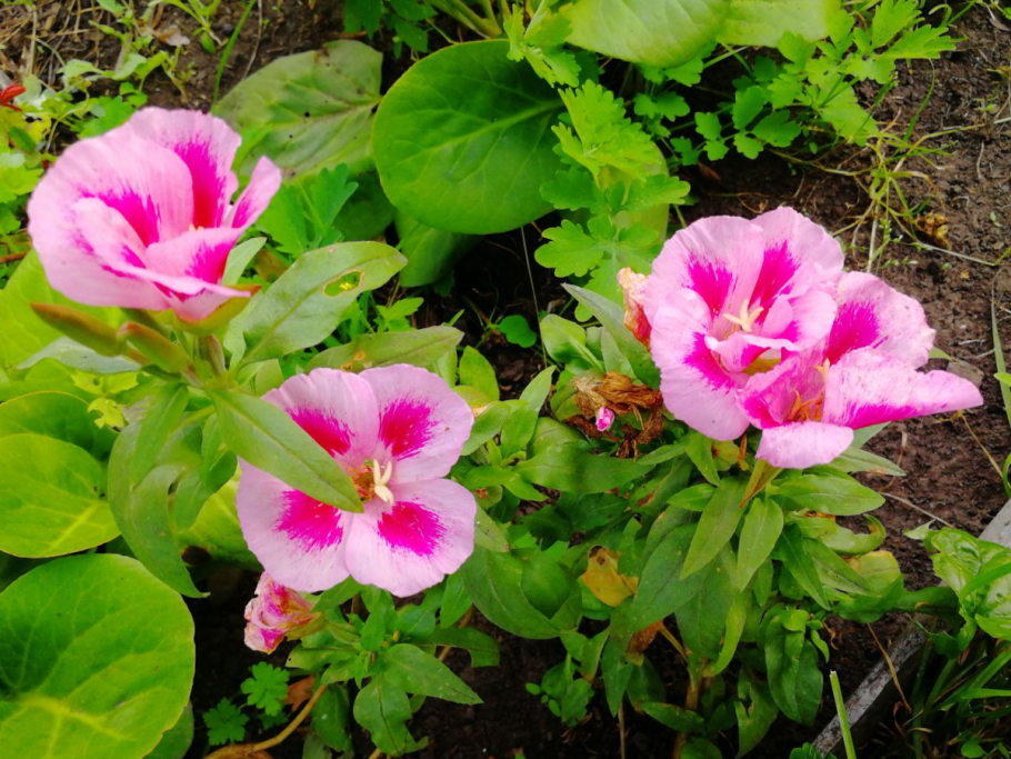 Годеция крупноцветковая Рембрандт