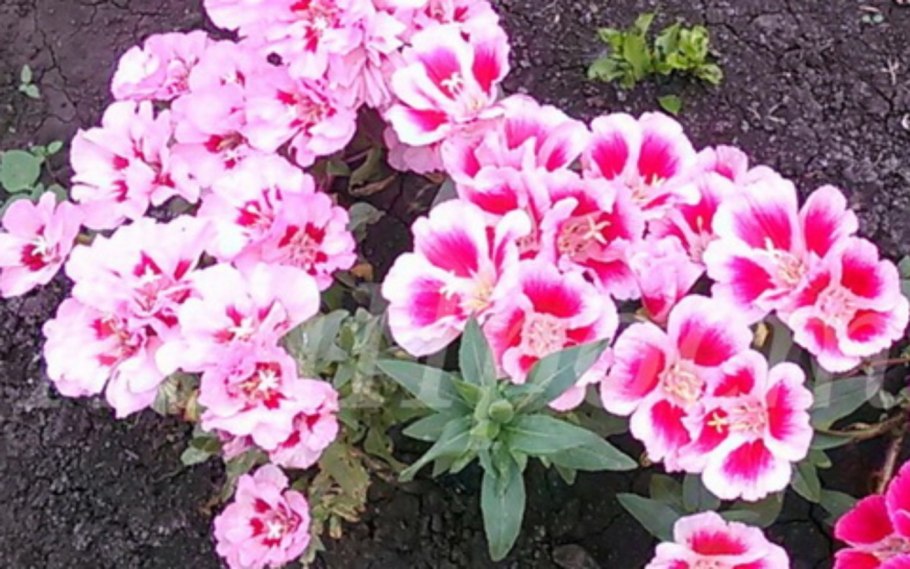 Годеция Монарх рассада