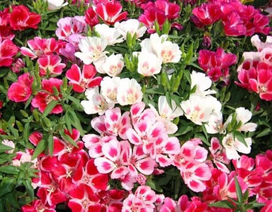 Годеция Монарх