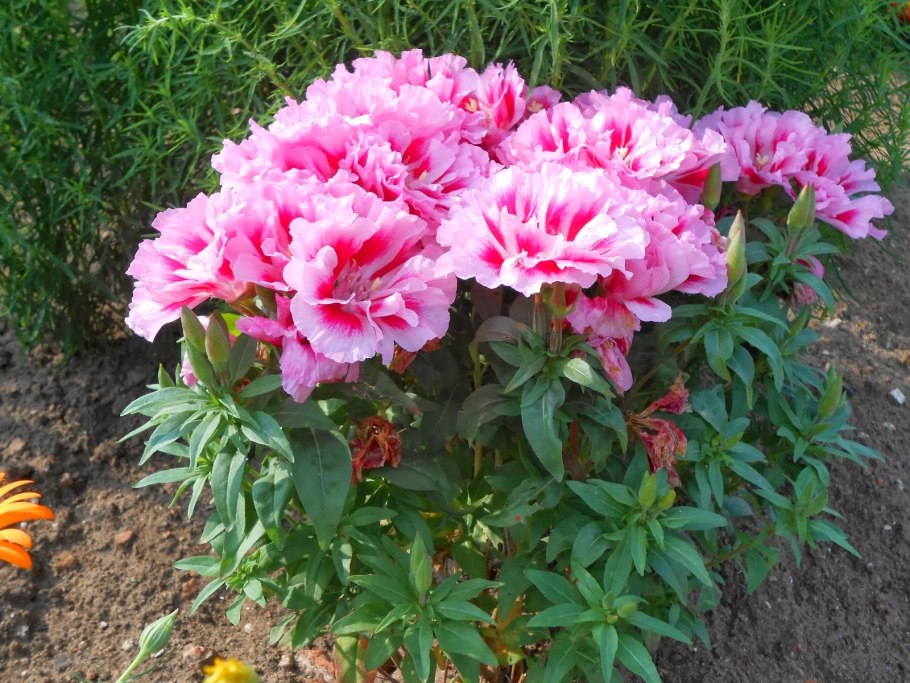 Годеция Феникс