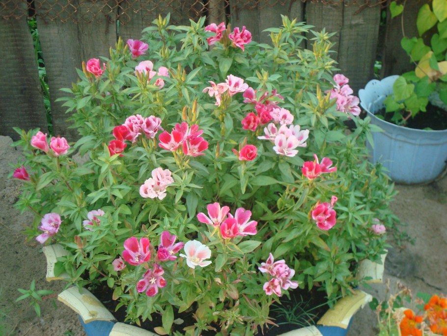 Годеция Монарх всходы