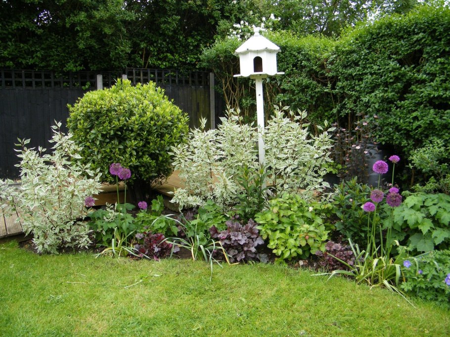 Дерен белый Элегантиссима в ландшафтном