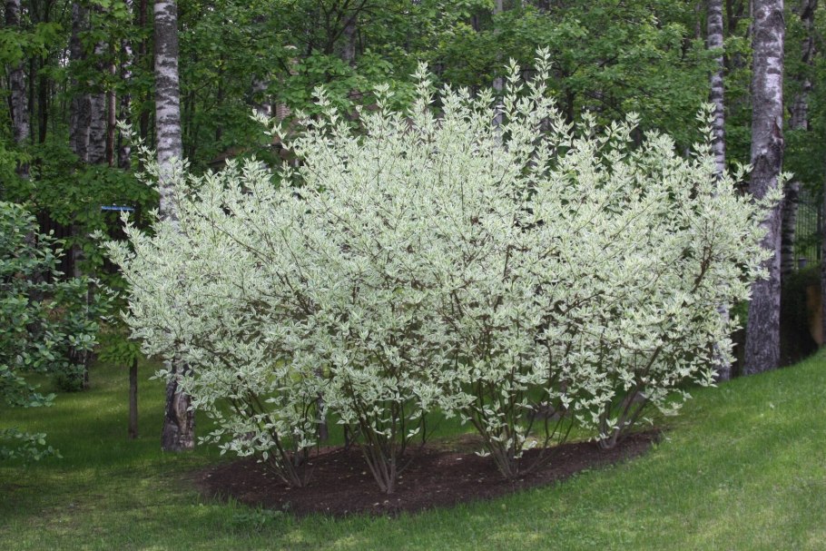 Дерен Элегантиссима цветение