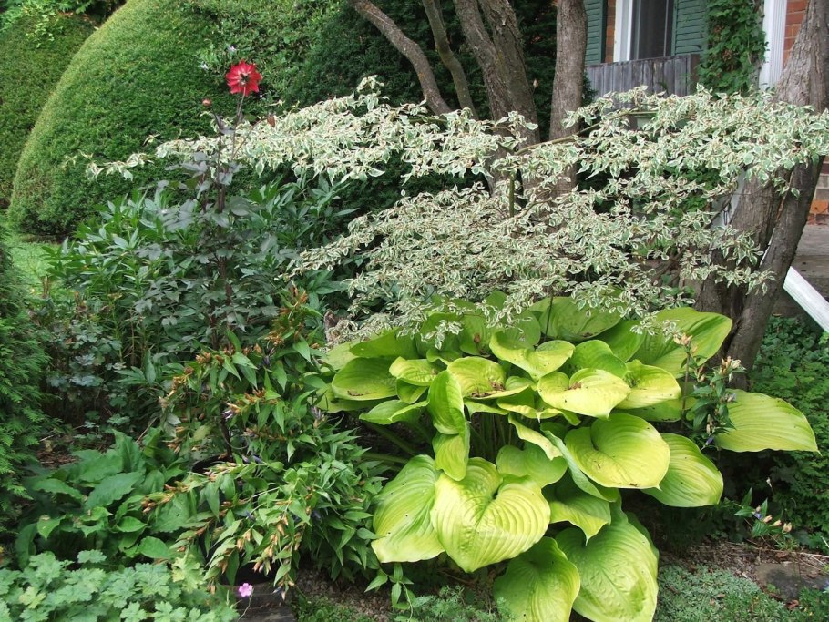 Можжевельник дерен Хоста