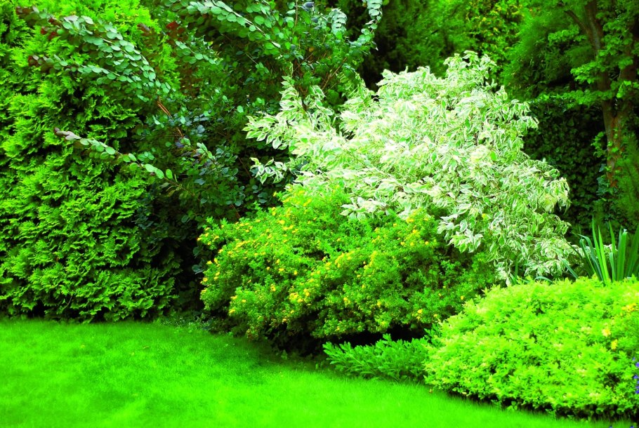 Дерен и спирея