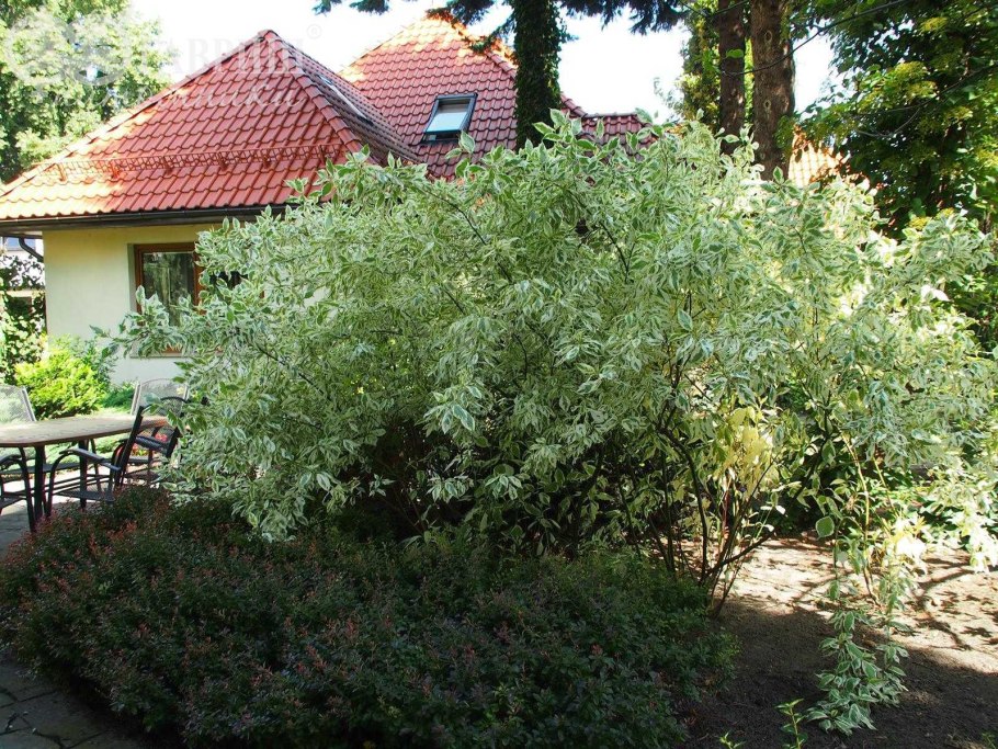 Барбарис Элегантиссима