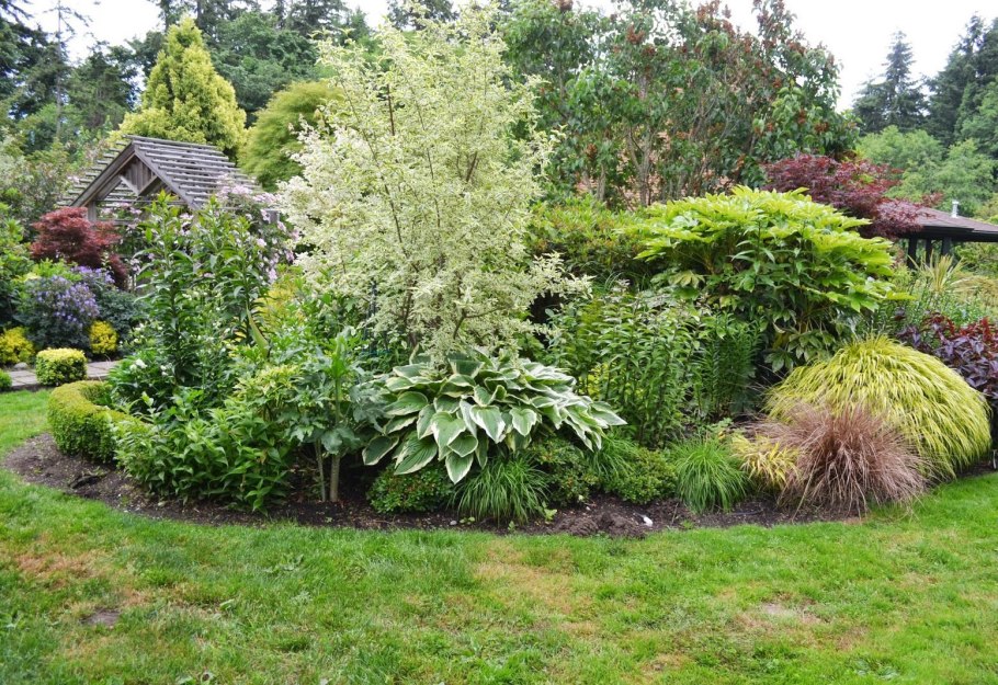 Дёрен пестролистный в ландшафтном