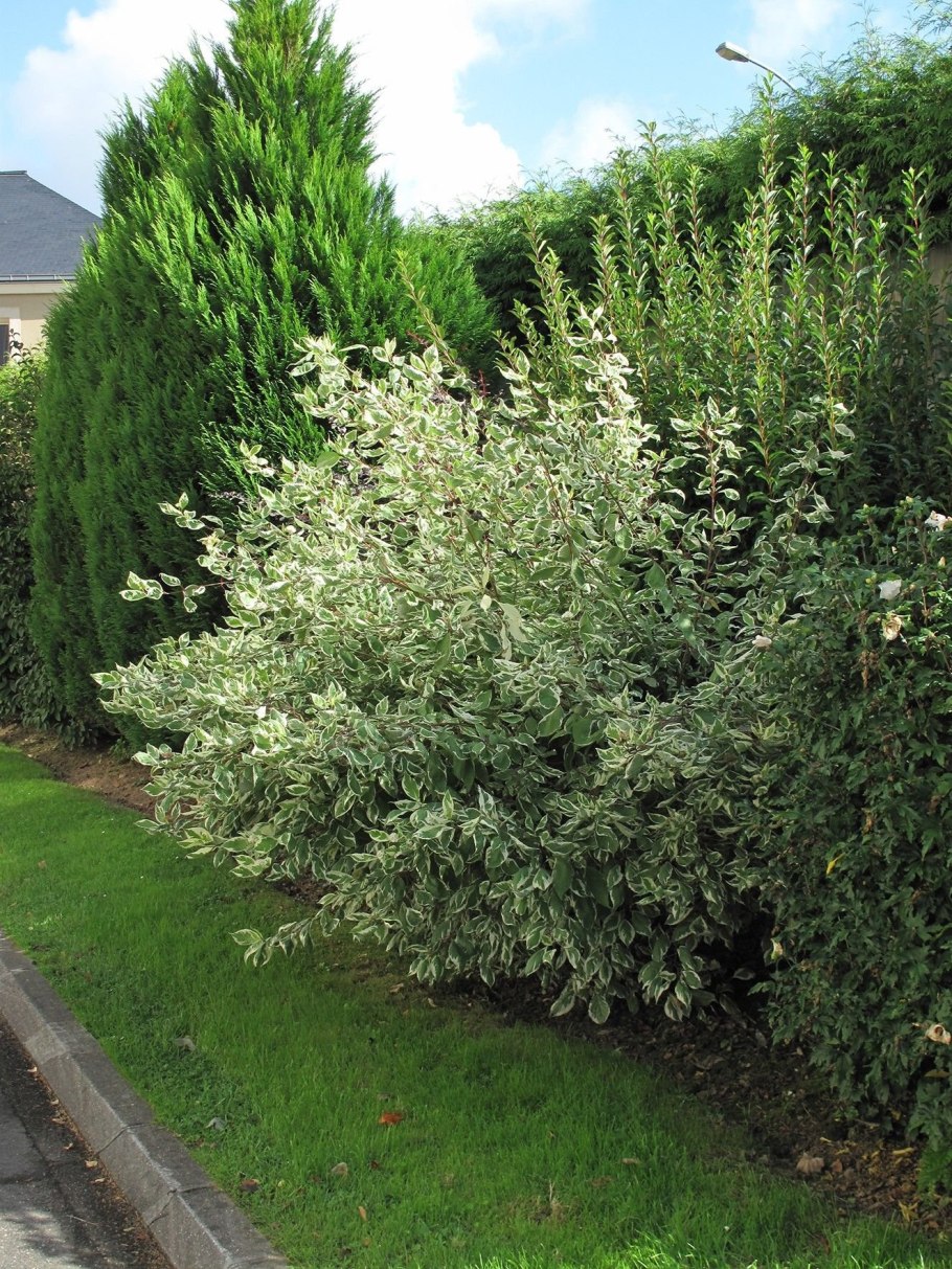 Дерен Альба Элегантиссима