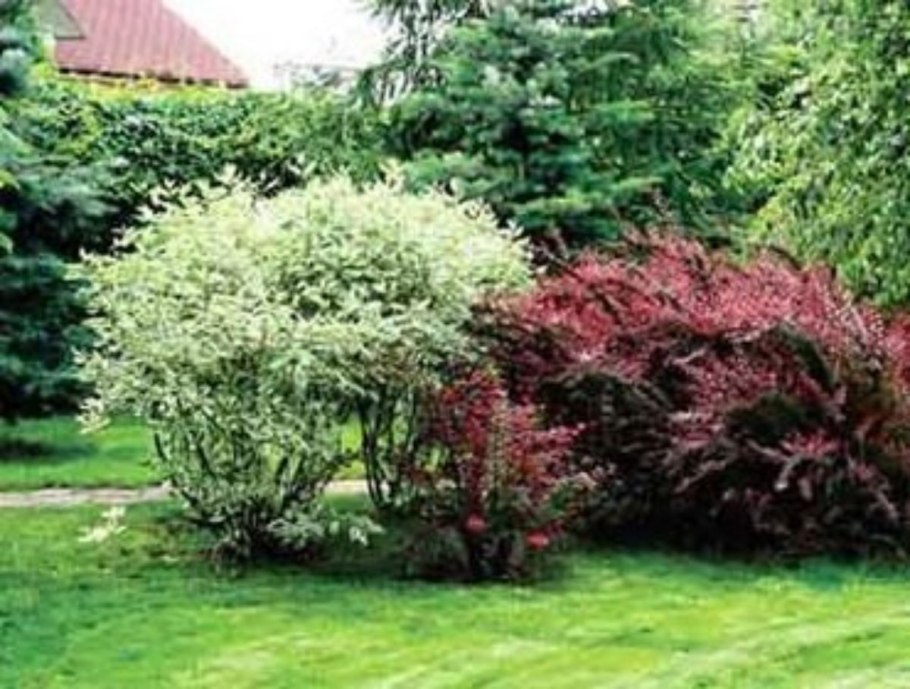 Дерен белый и Барбарис в саду