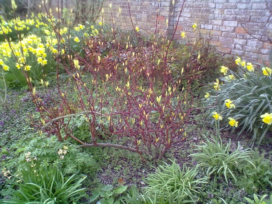 Дерен белый и бузульник