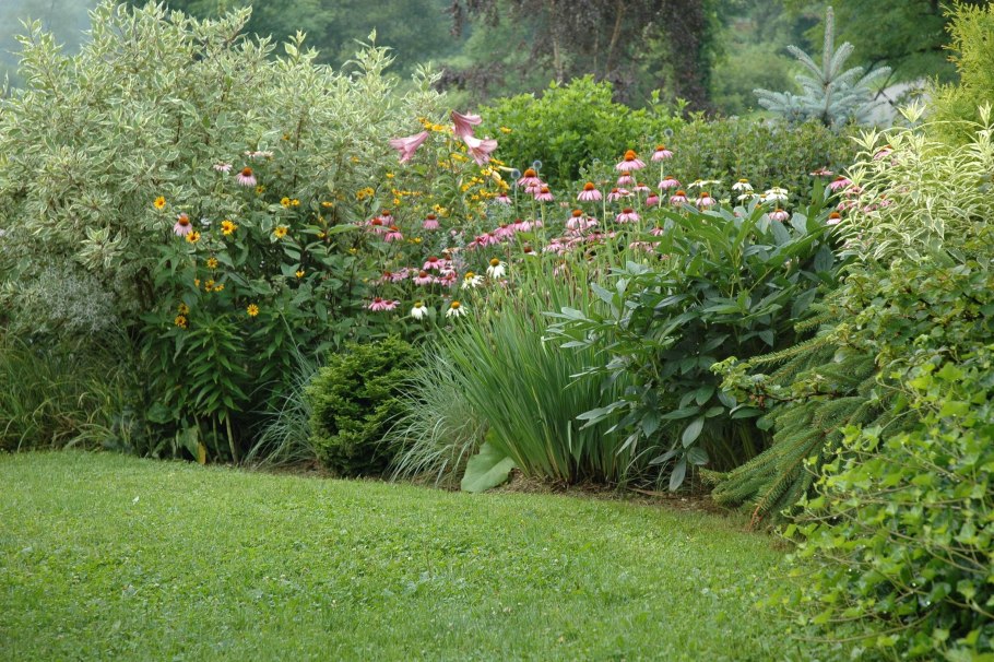 Дерен Элегантиссима в ландшафтном