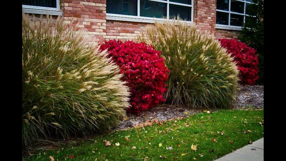 Бересклет крылатый в ландшафте