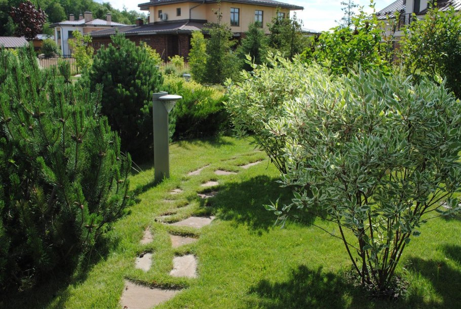 Дерен и туя в живой изгороди