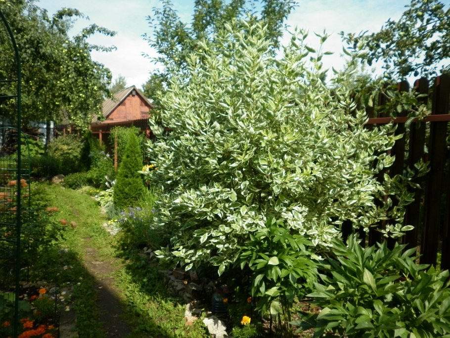 Канадский дерен кустарник