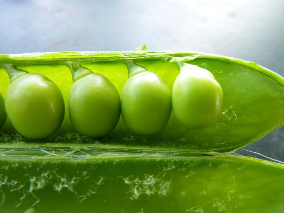 Плод Боб фото