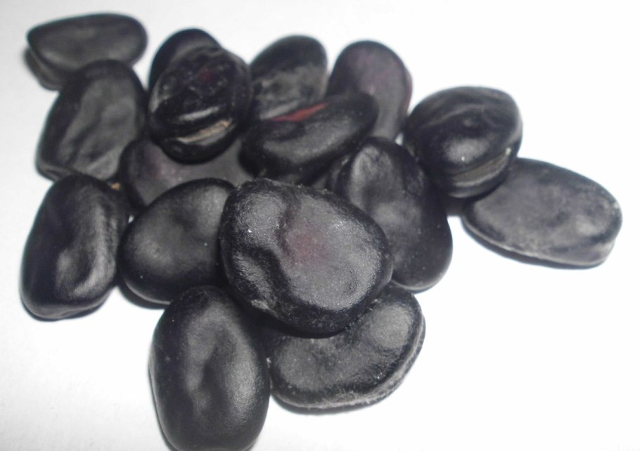 Семена Бобы русские чёрные