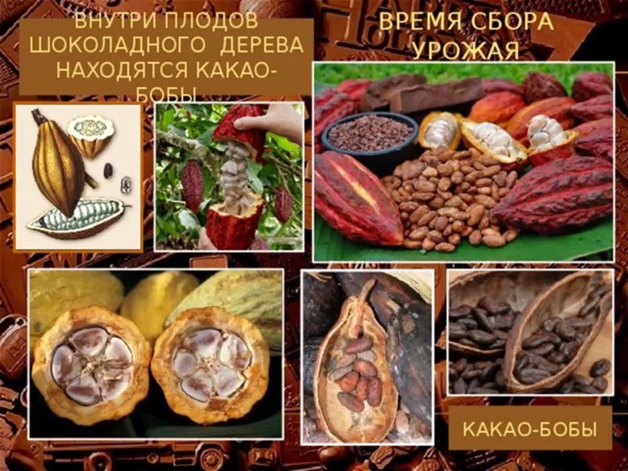 Дерево какао бобов