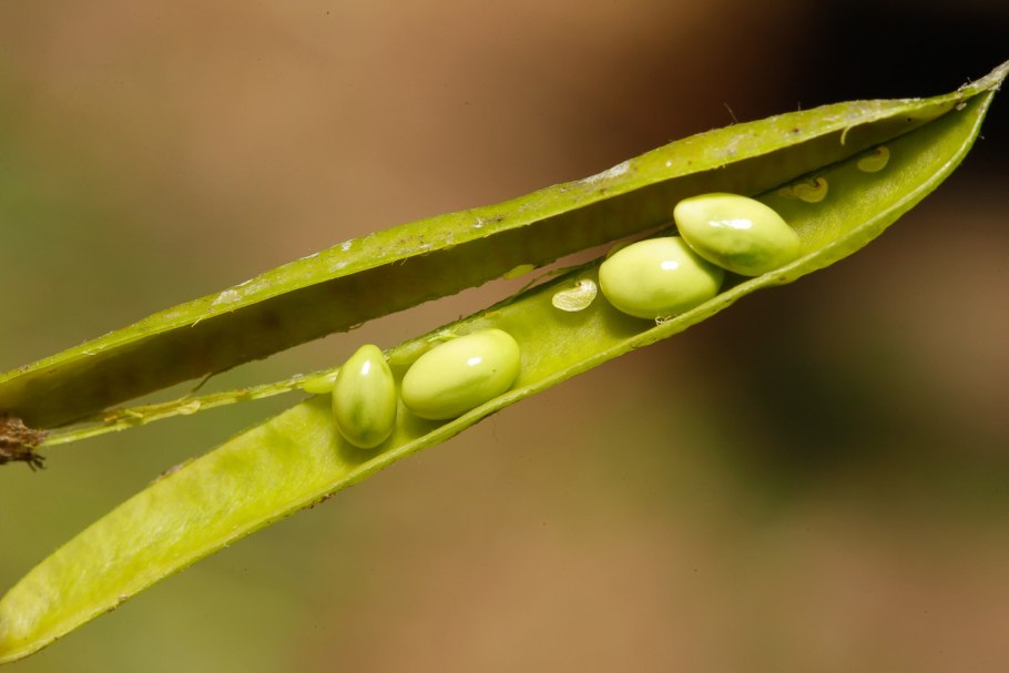 Древовидная Акация семена