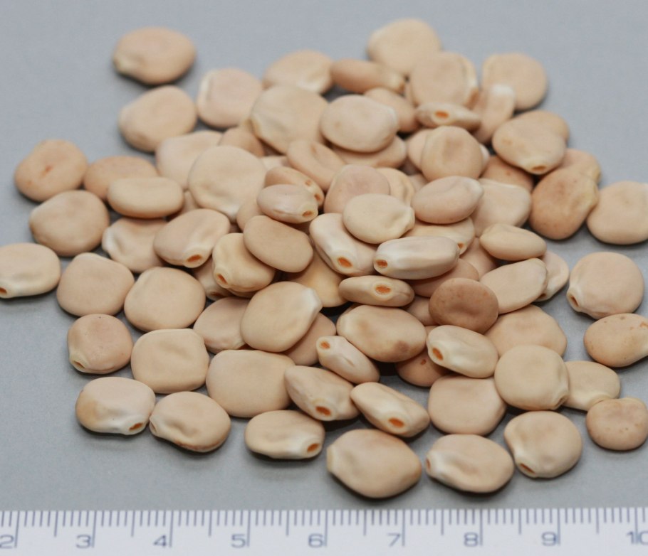 Люпин узколистный семена