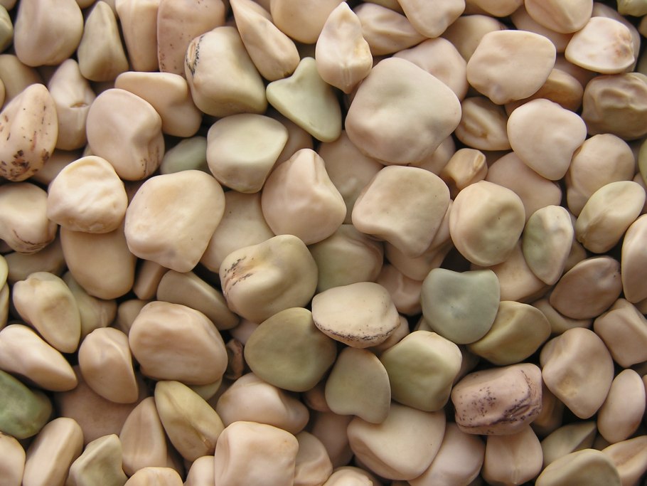 Чина посевная Боб