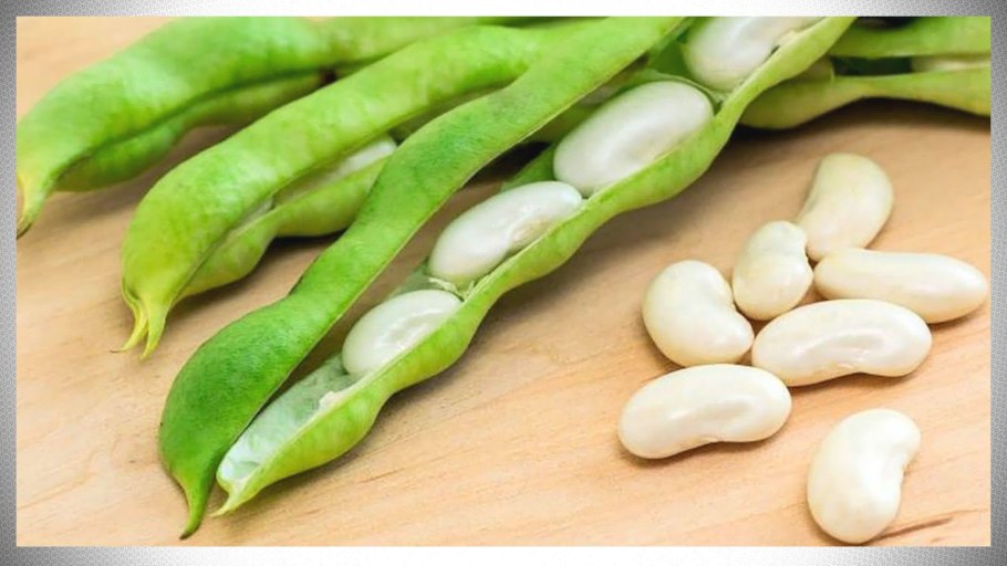 Стручки фасоли