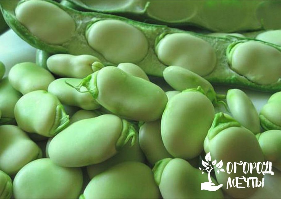 Бобы конские - Vicia Faba