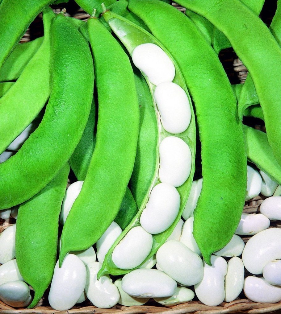 Фасоль остролистная