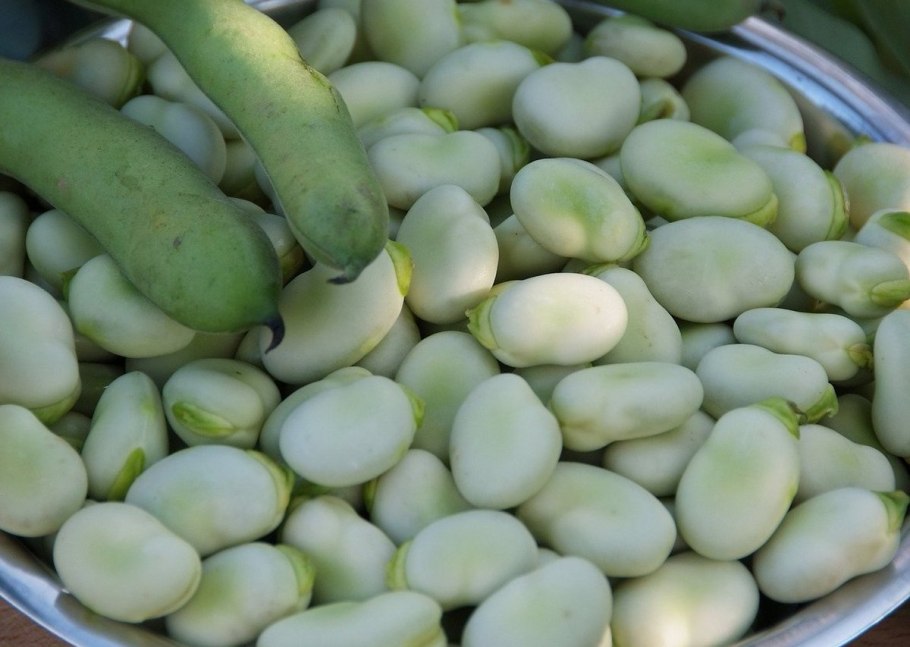 Broad Beans сорт Vicia Faba
