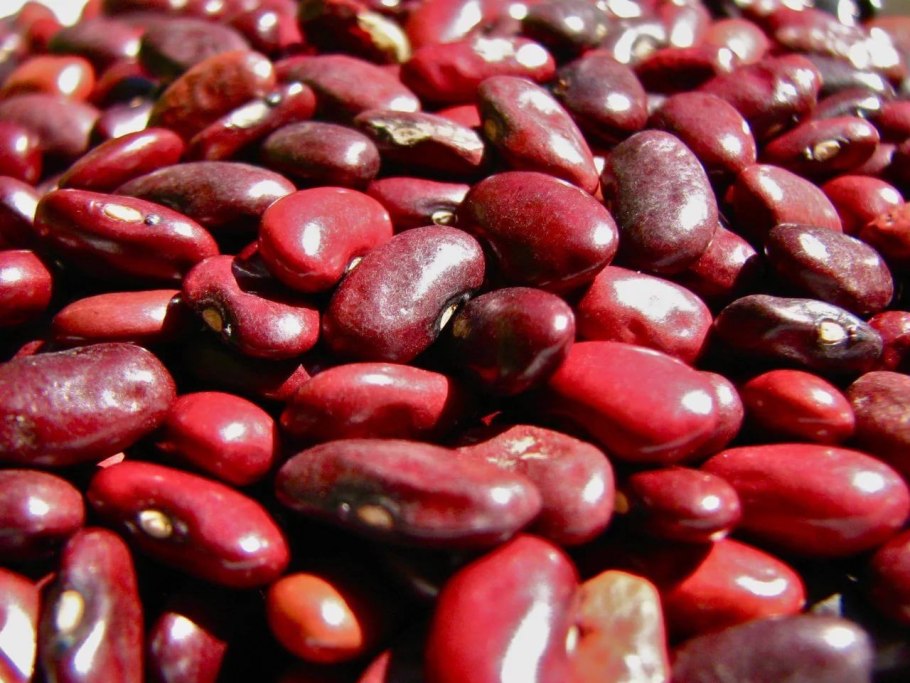 Фасоль американская