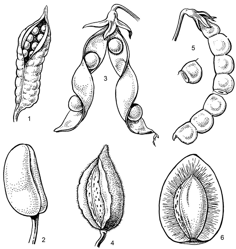 Однолистовка плод