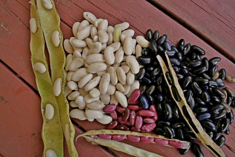 Фасоль остролистная семена