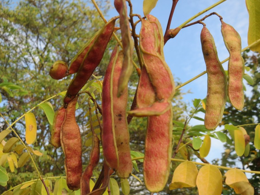 Робиния ложноакациевая плоды