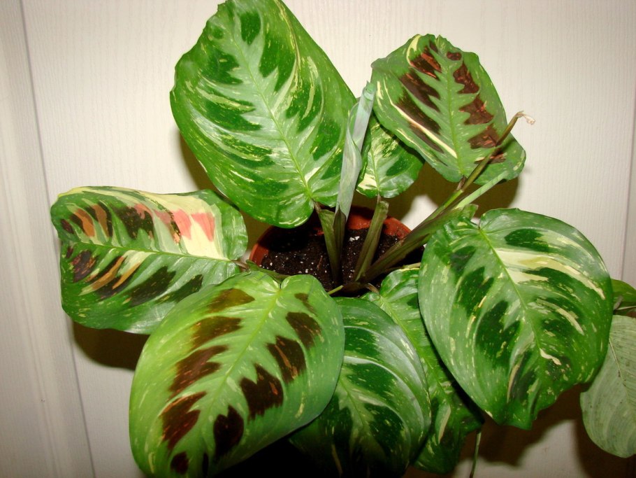 Маранта Бьюти Ким