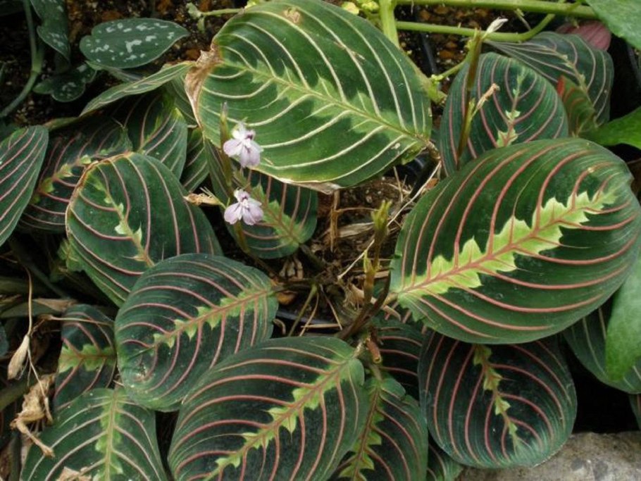 Маранта беложильчатая «Фасцинатор»