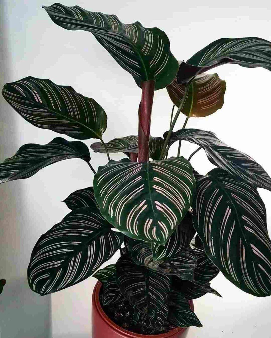 Калатея зебрина