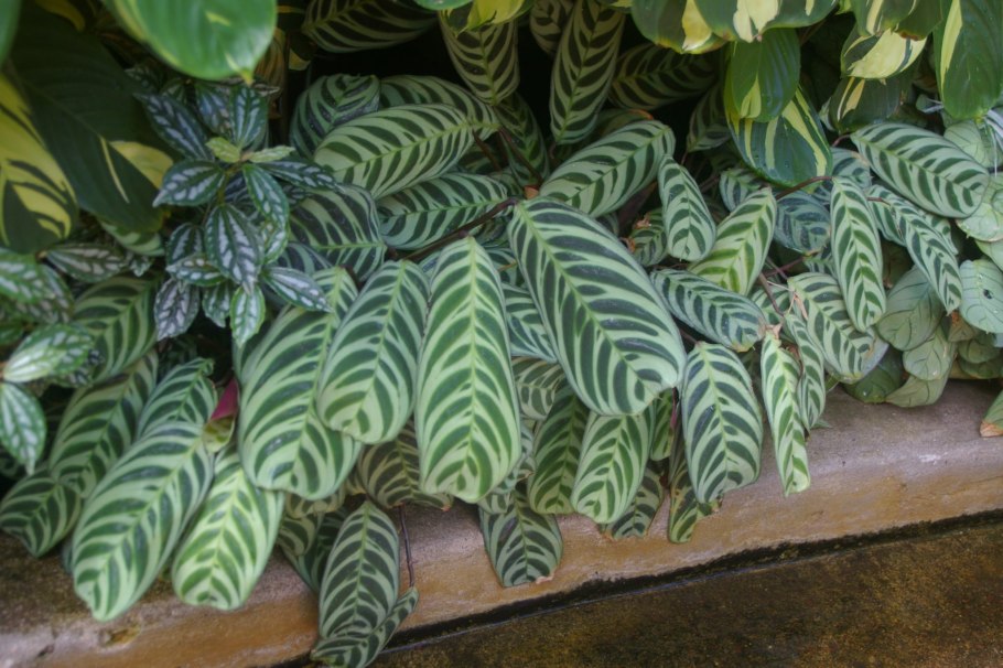 Ctenanthe Burle-marxii