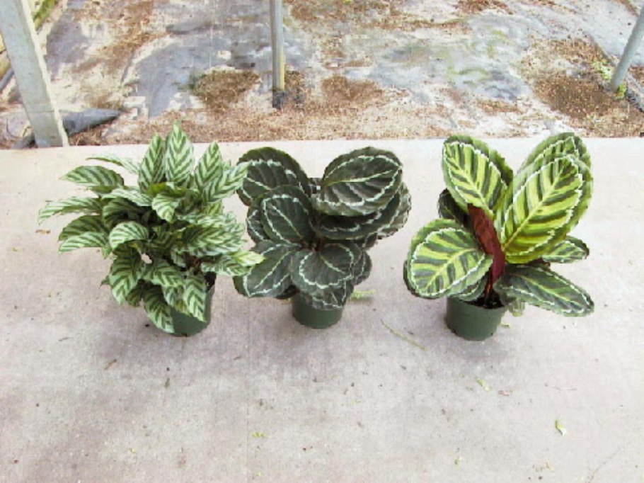 Бегонии комнатные тенелюбивые неприхотливые