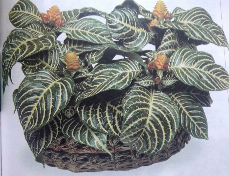 Афеландра Вайт