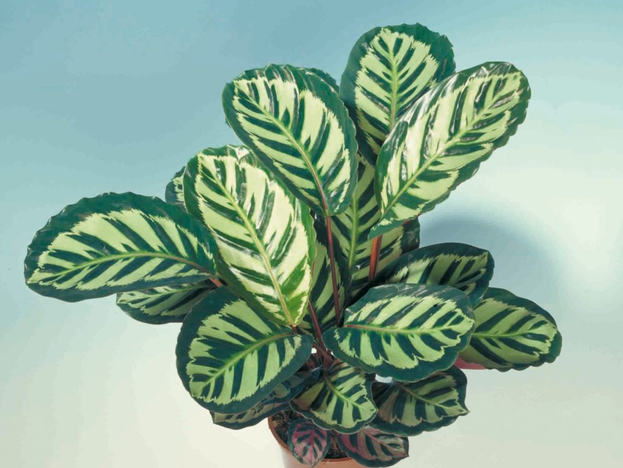 Калатея Макоя