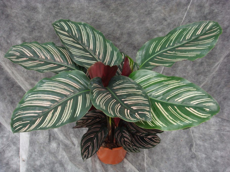 Калатея Ornata